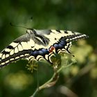 Machaon