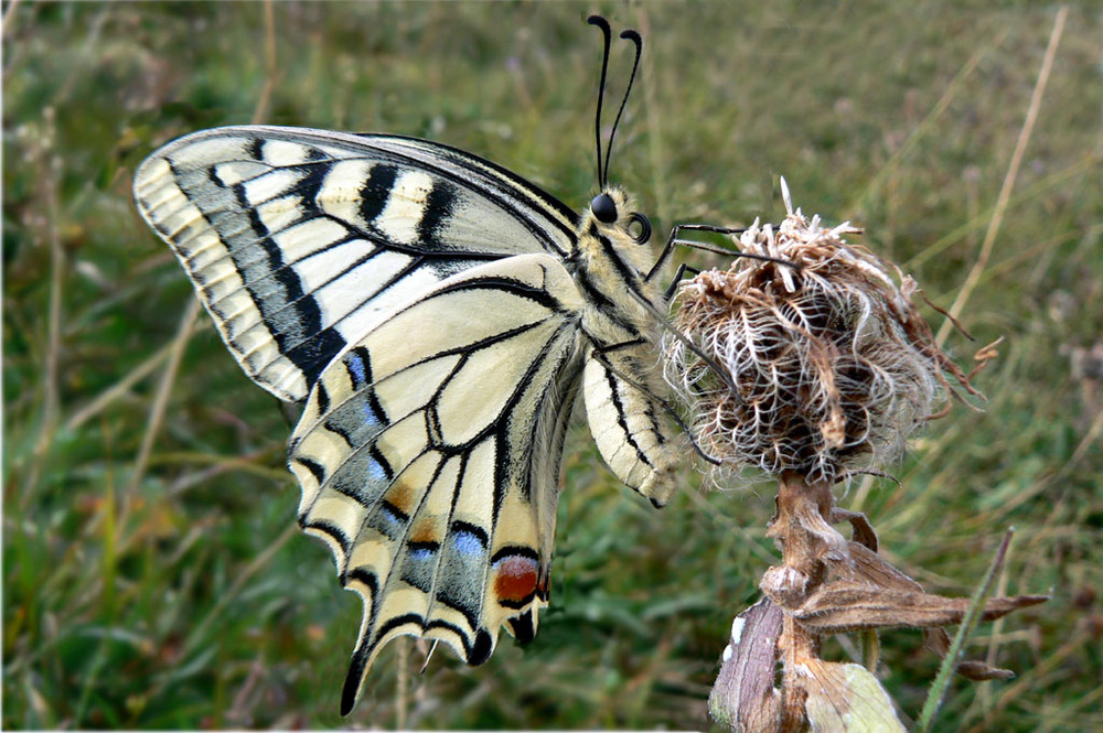 machaon