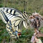 machaon