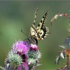 * machaon *