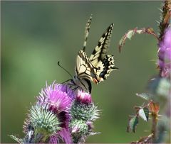 * machaon *