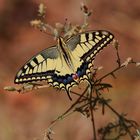 Machaon