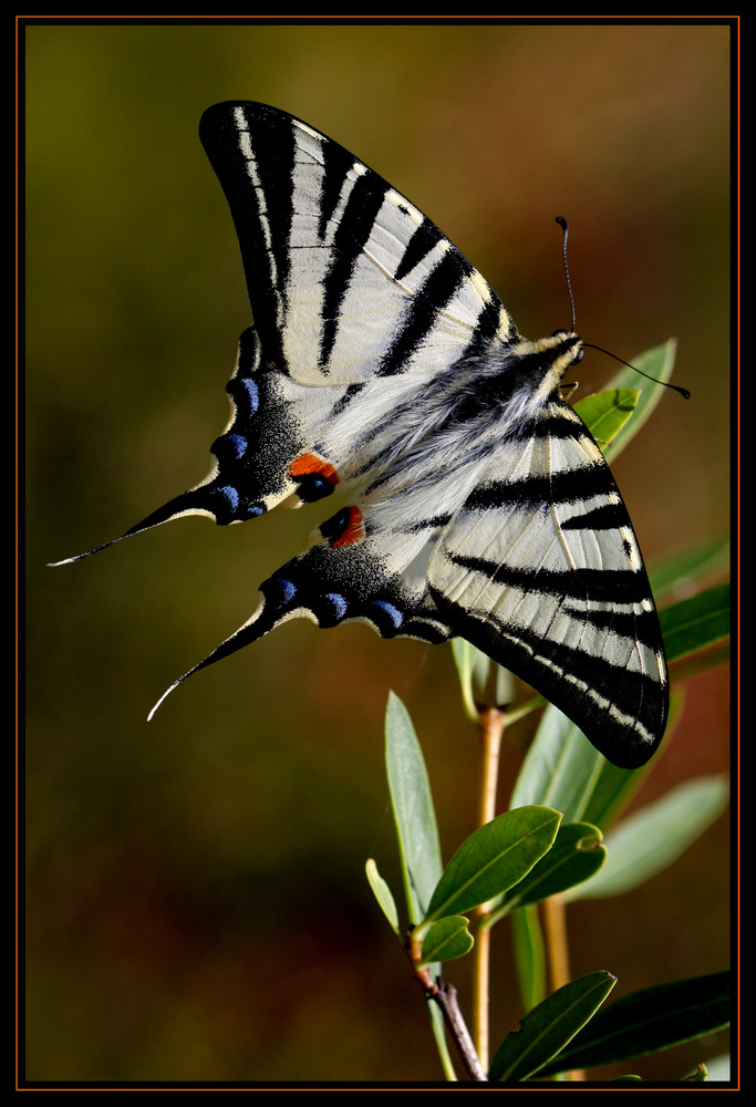 machaon