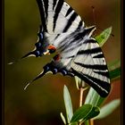 machaon