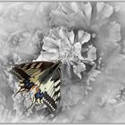 Machaon