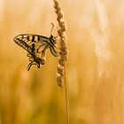 Machaon