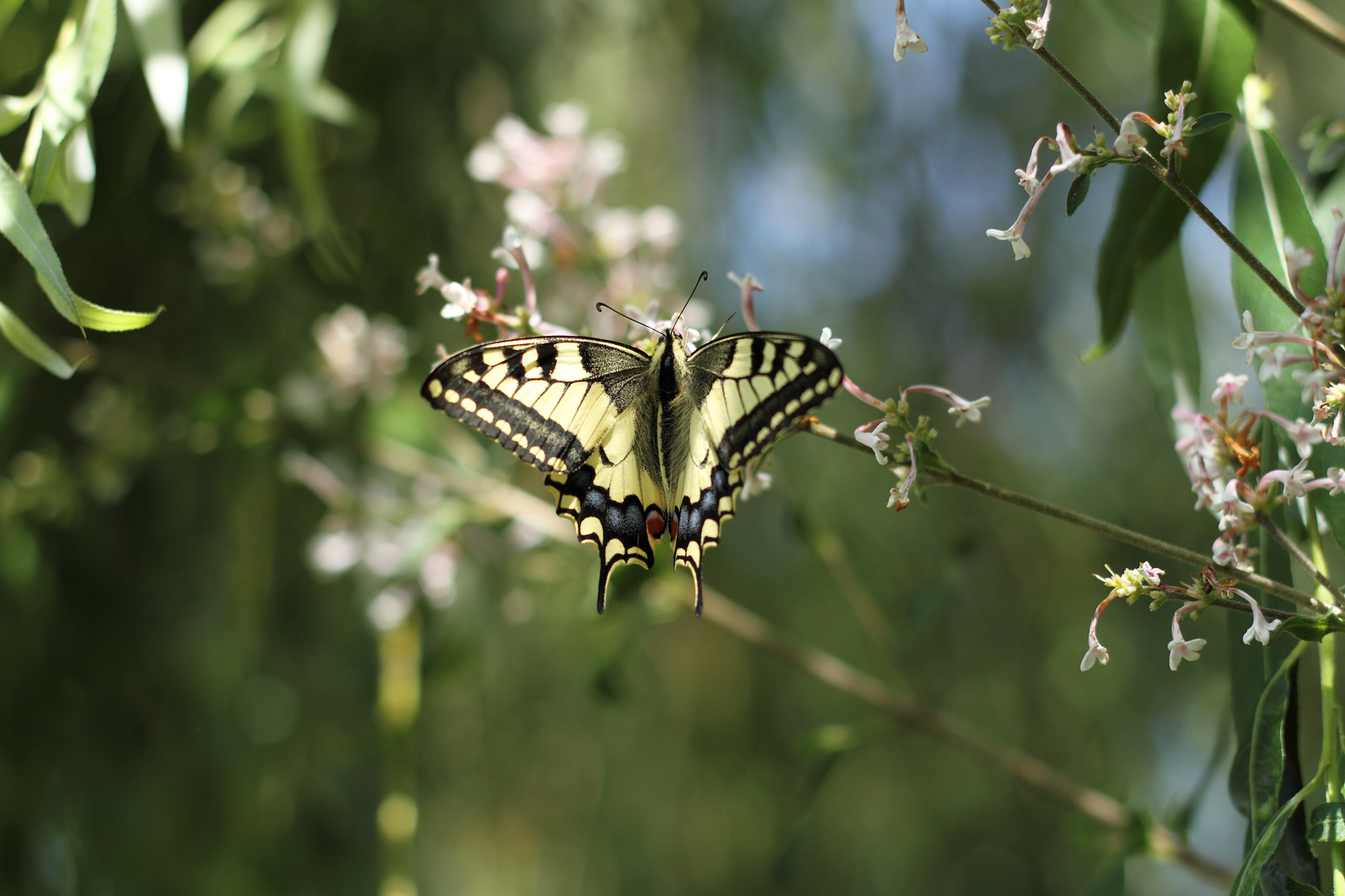 Machaon ..