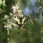 Machaon ..