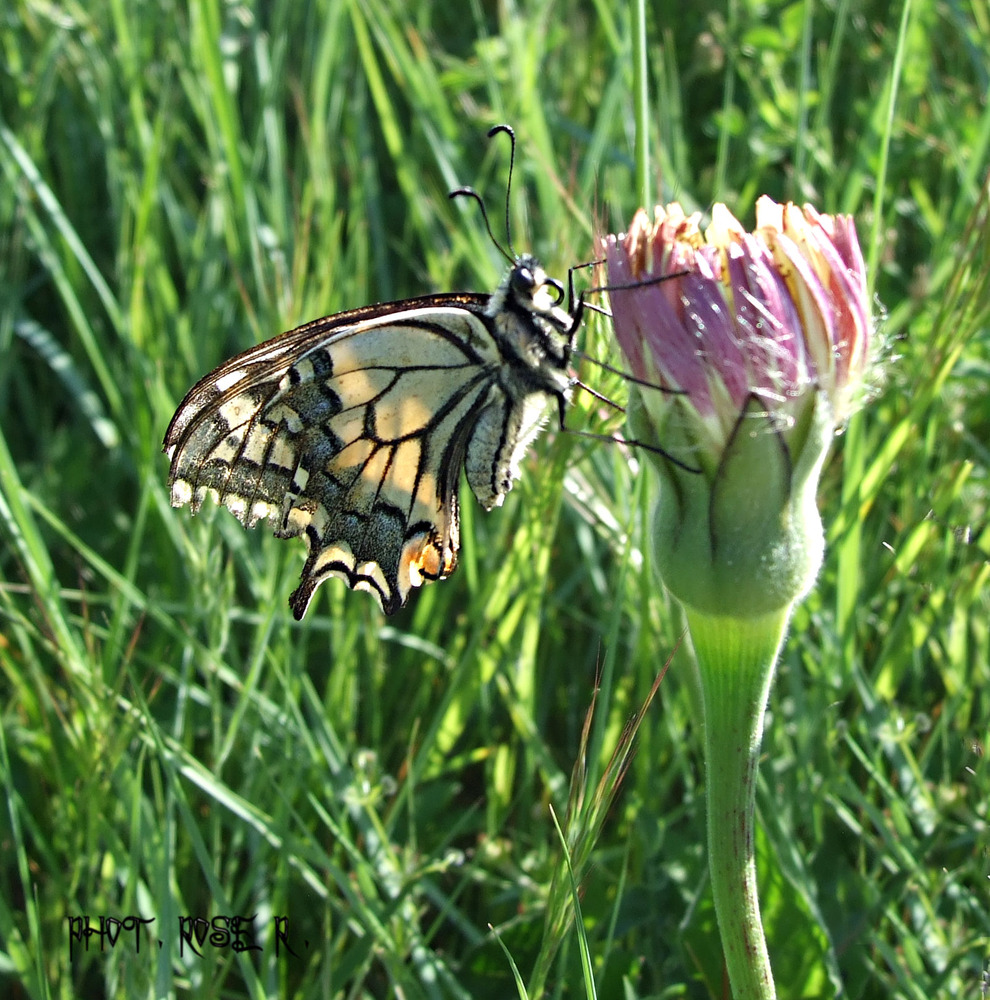 Machaon