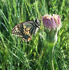 Machaon