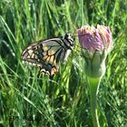 Machaon