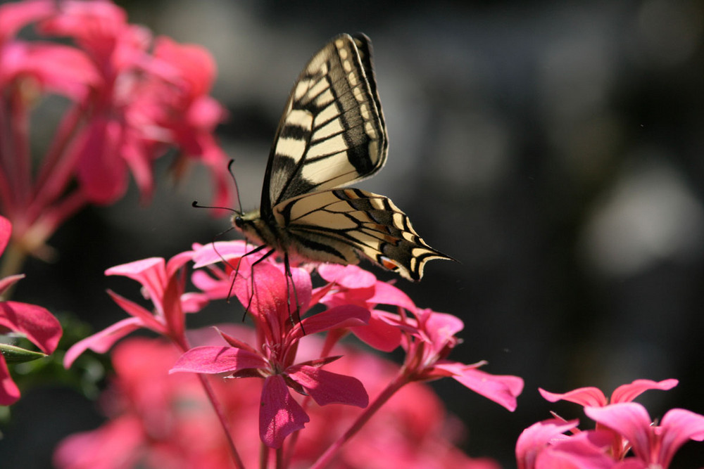 Machaon