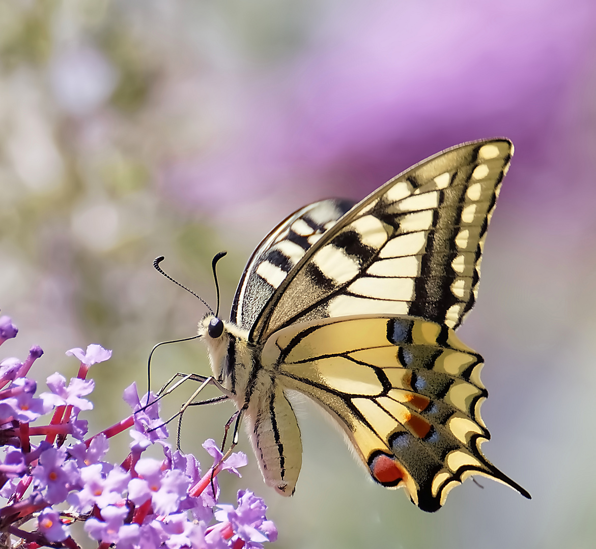 Machaon.