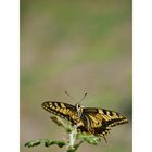 machaon