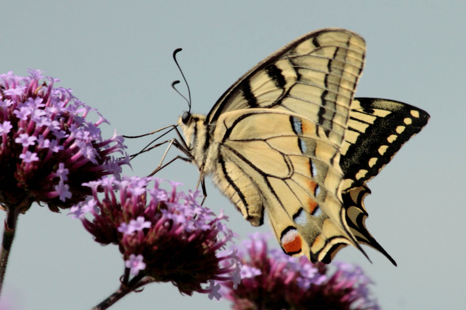 Machaon