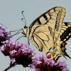 Machaon