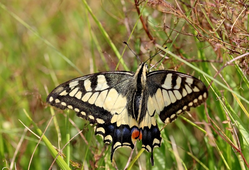 Machaon