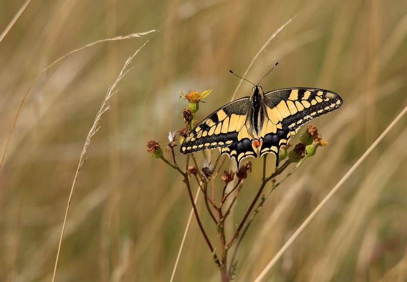 Machaon