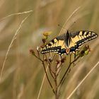 Machaon