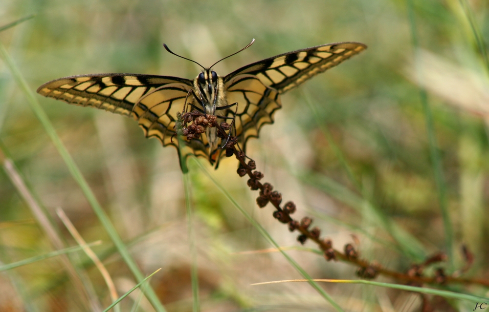 " Machaon."