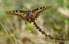 " Machaon."