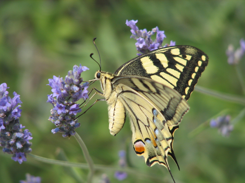 Machaon