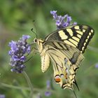 Machaon