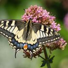 Machaon à l'heure du repas