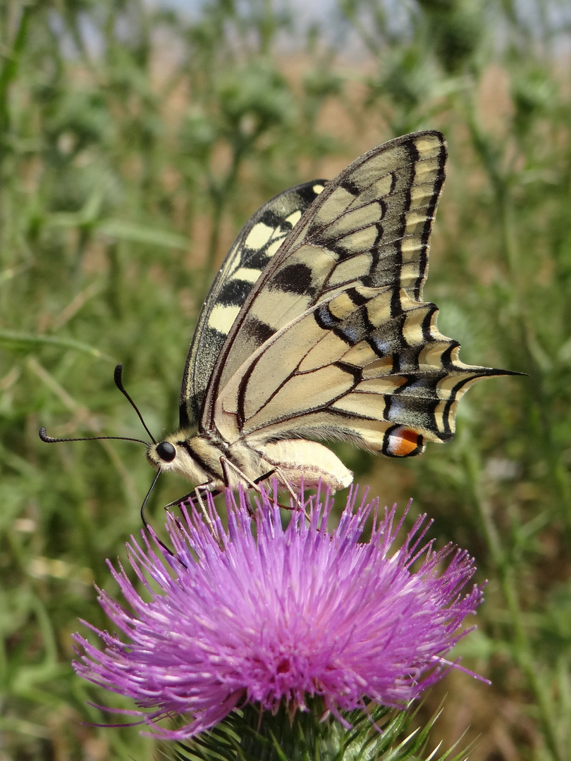 Machaon à table