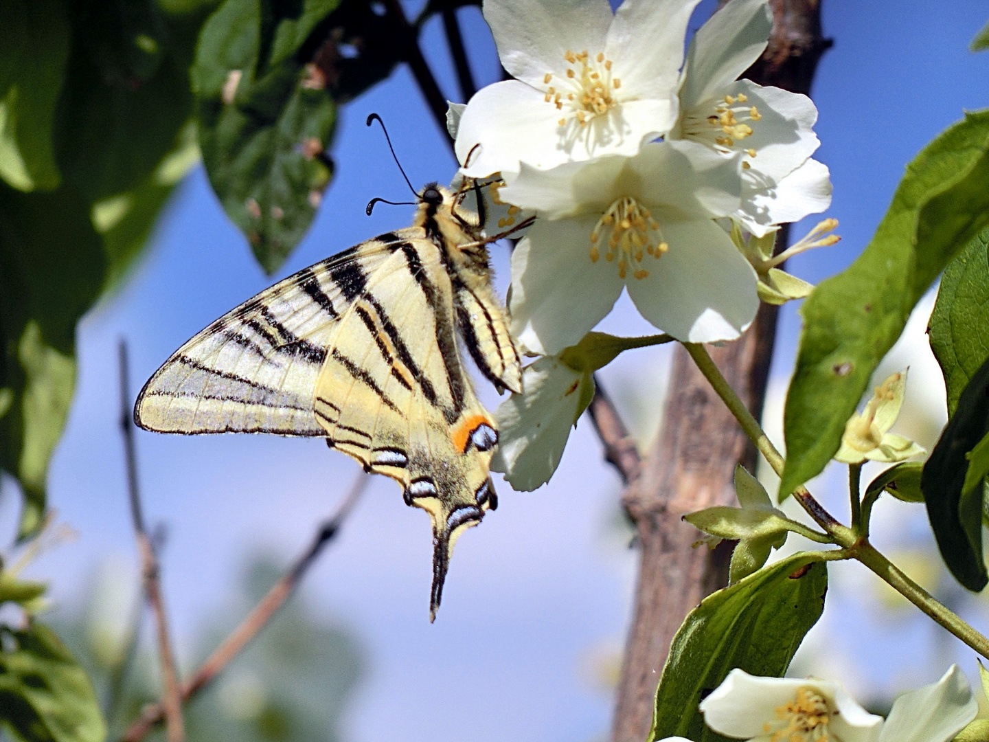 machaon