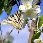 machaon