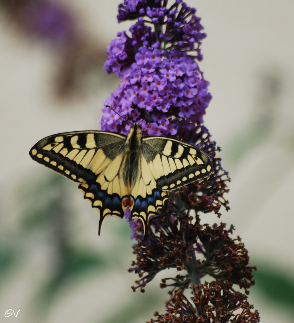 machaon