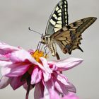 machaon