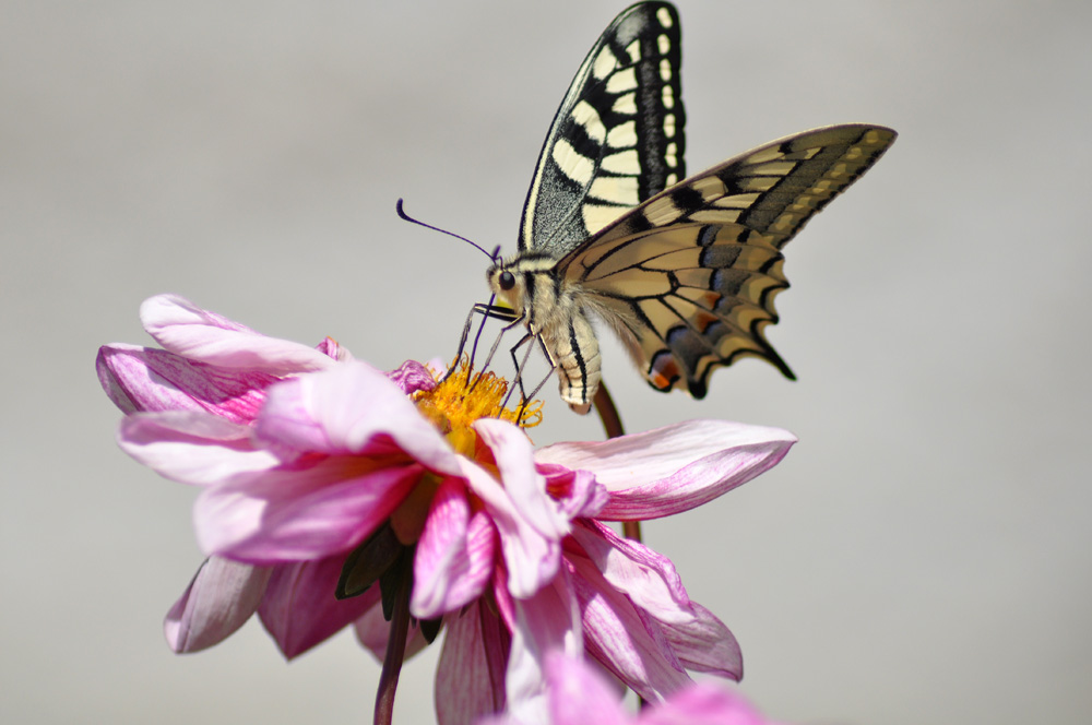 machaon