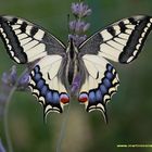 MACHAON