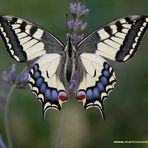 MACHAON