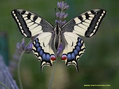 MACHAON