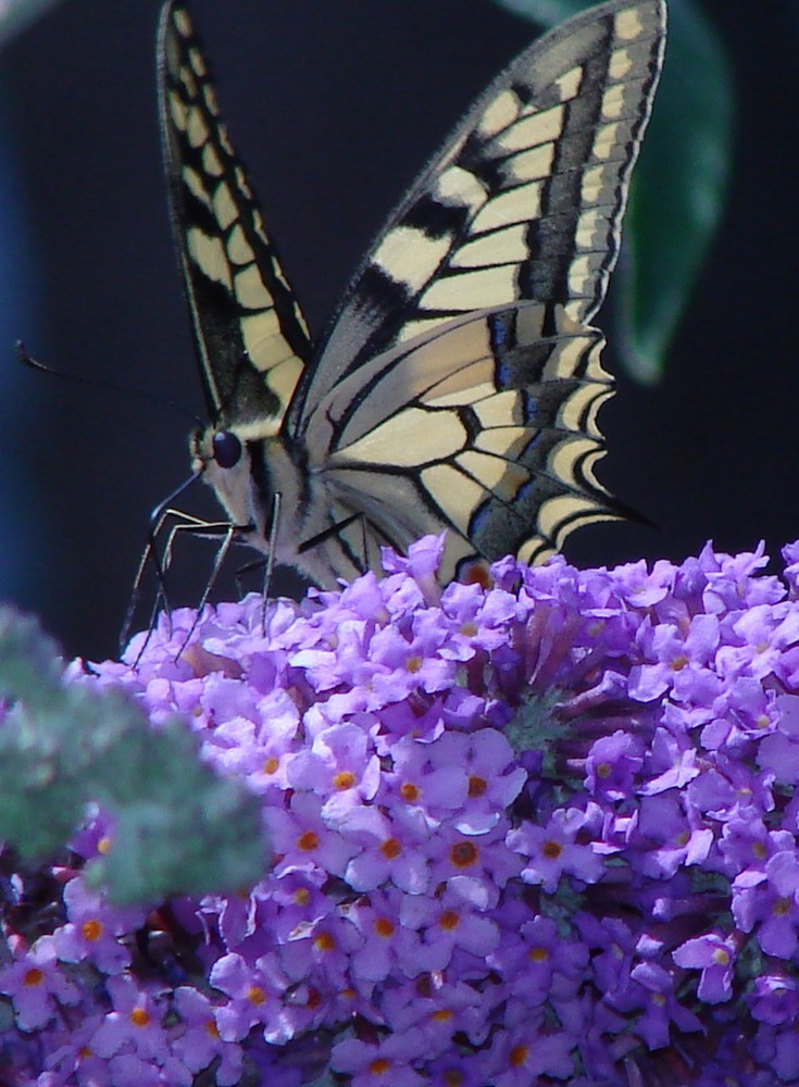 Machaon