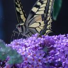 Machaon