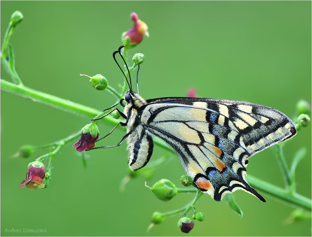 Machaon