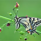 Machaon