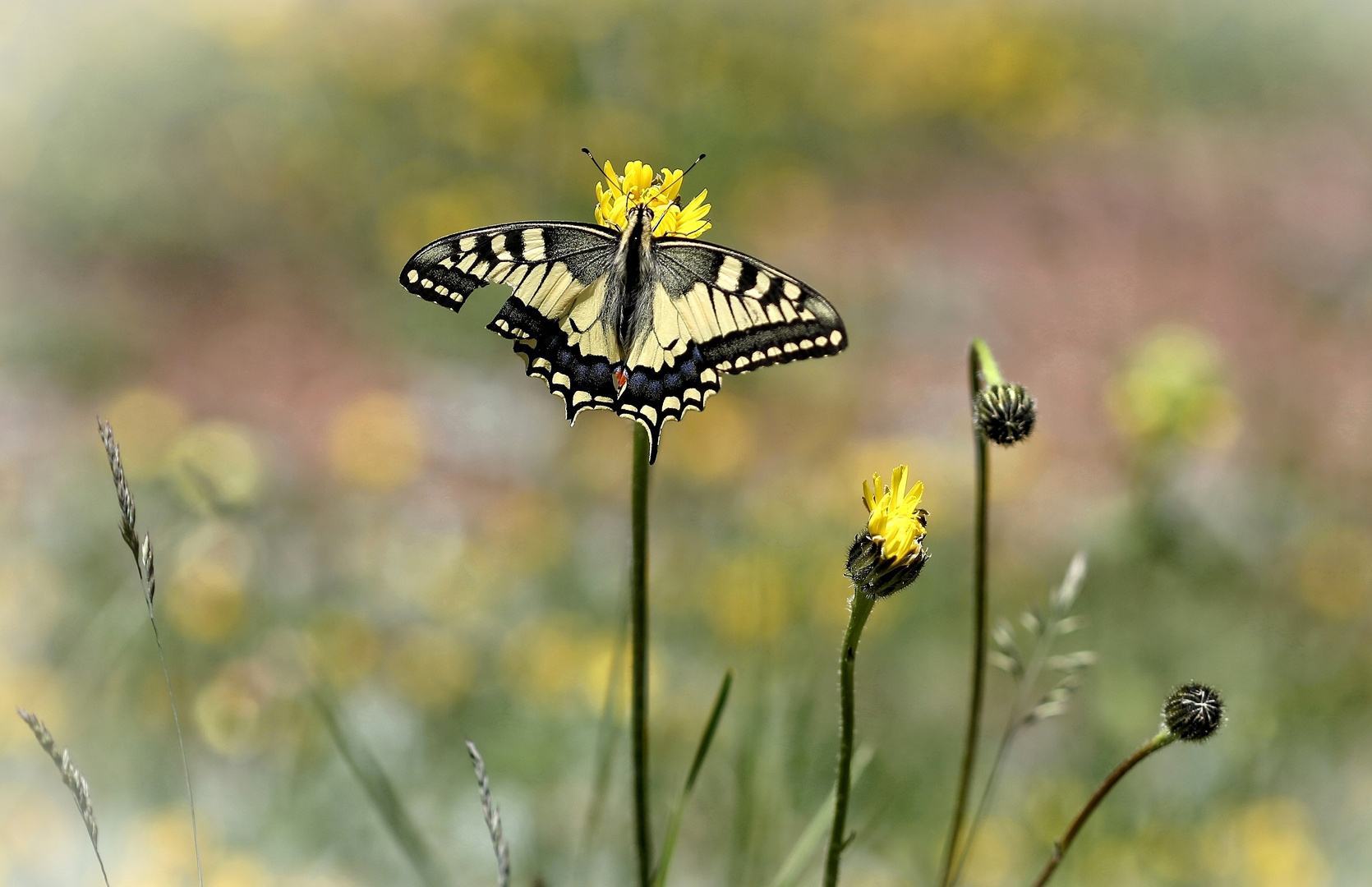 Machaon auf der Alpenwiese