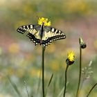 Machaon auf der Alpenwiese