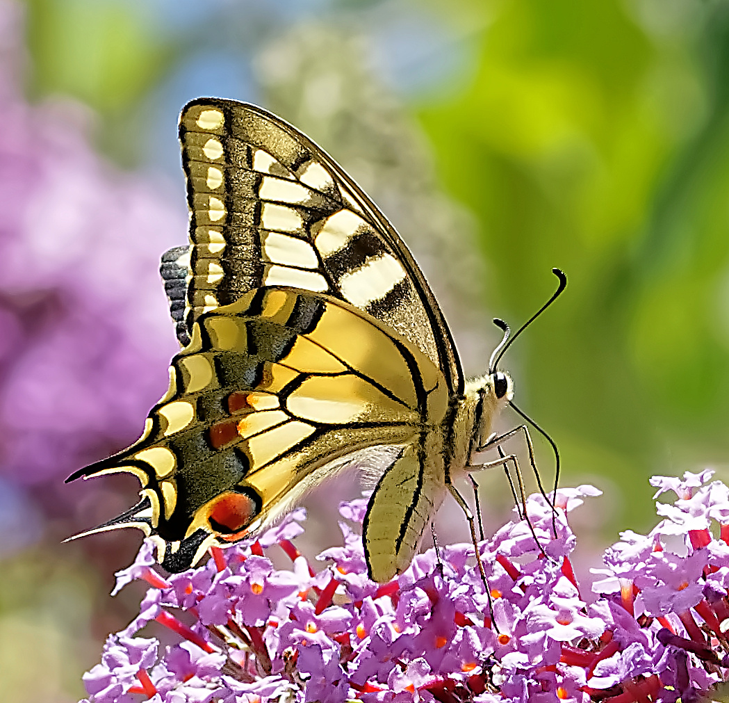 Machaon.