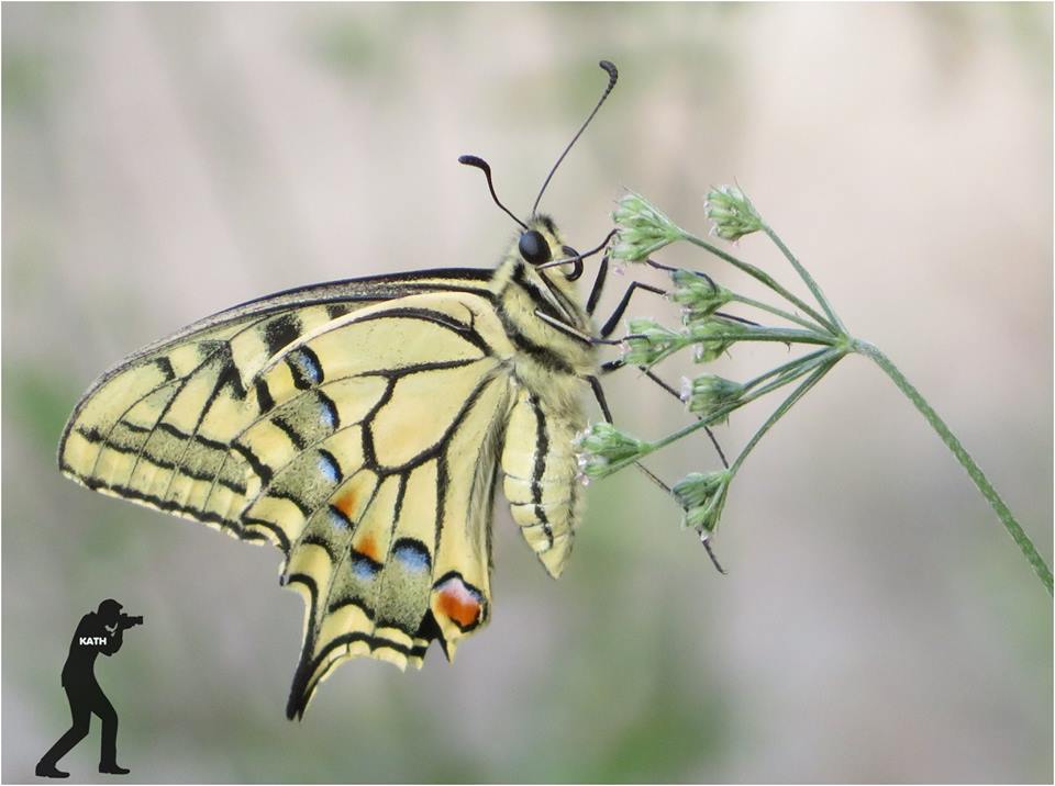 Machaon