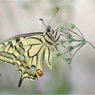 Machaon