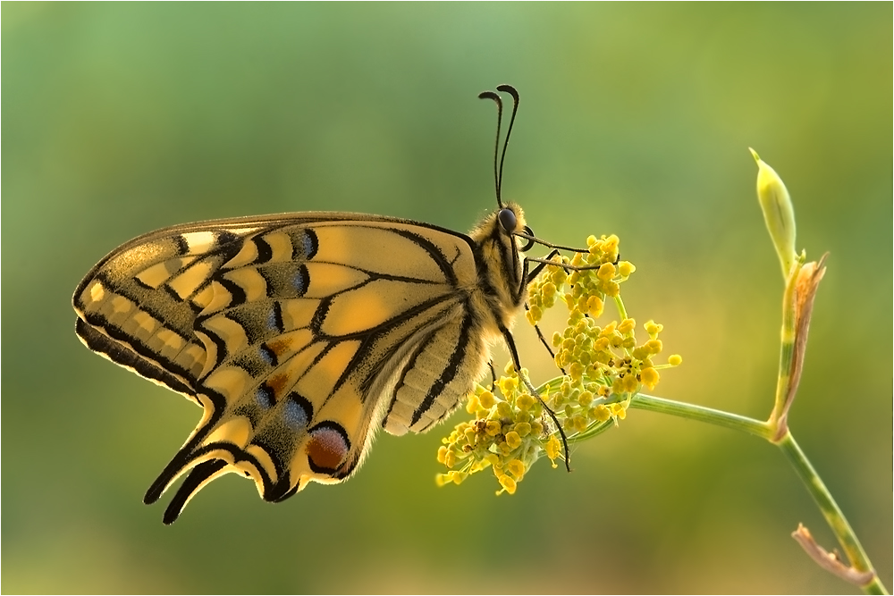 machaon..