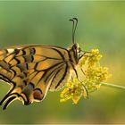 machaon..