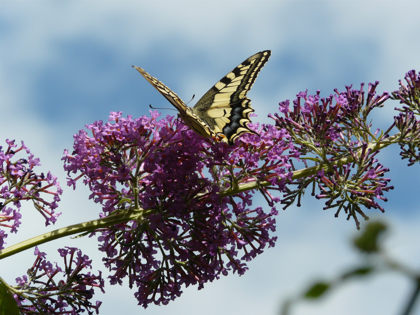 machaon