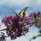 machaon